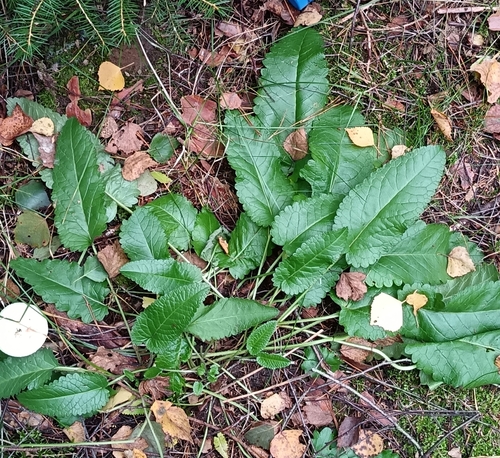 common hedge-nettle
