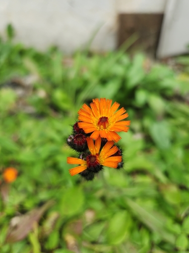 orange hawkweed