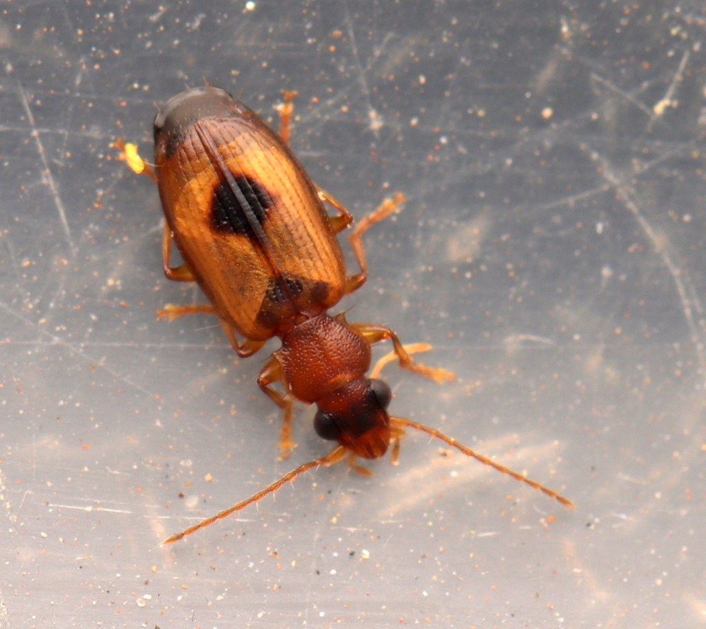 Singilis stigma