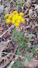 Lomatium grayi