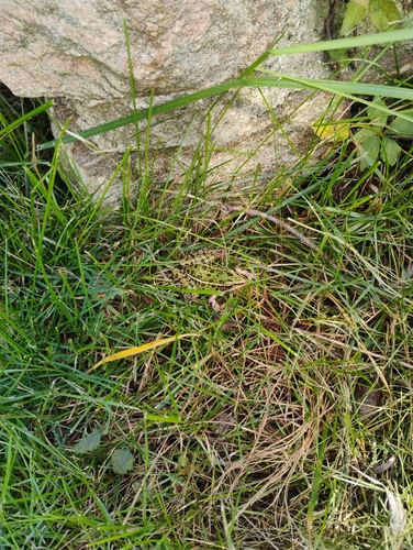 Northern Leopard Frog