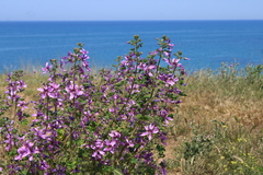 Malva erecta