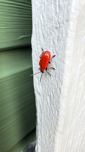 Lily Leaf Beetle