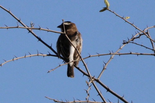 White-browed Sparrow-Weaver
