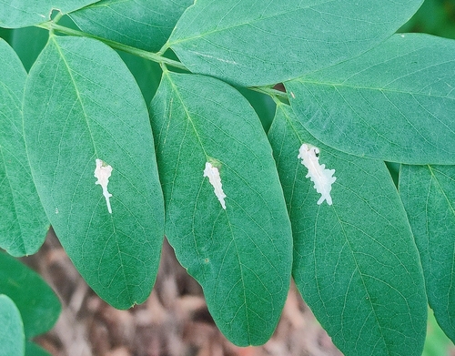 Locust Digitate Leafminer Moth