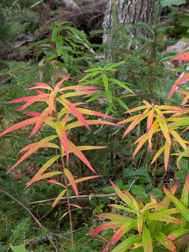fireweed