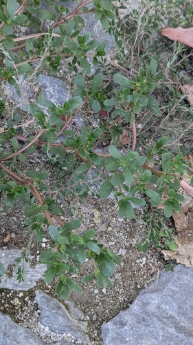 Common Purslane