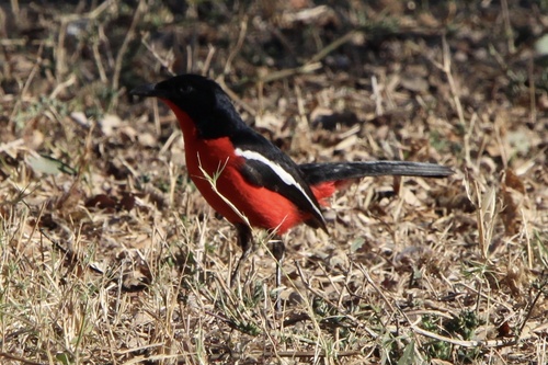 Crimson-breasted Gonolek