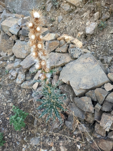 Sardinian Ivory Thistle