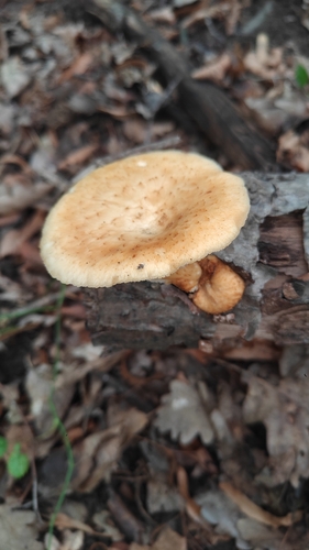 tuberous polypore