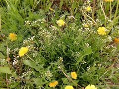 Capsella bursa-pastoris