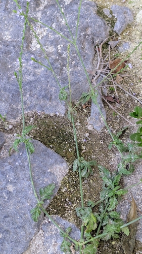 Common vervain