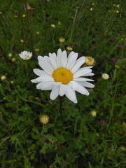 Leucanthemum vulgare