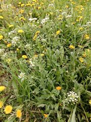 Capsella bursa-pastoris