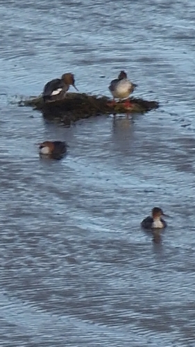 Red-breasted Merganser