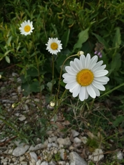 Leucanthemum vulgare