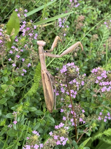 European Mantis