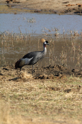 Gray Crowned-Crane