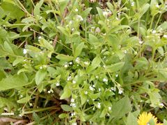 Myosotis sparsiflora
