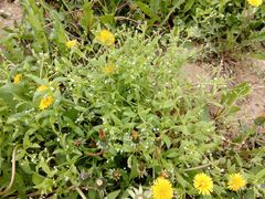 Myosotis sparsiflora