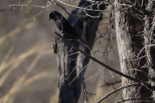 Fork-tailed Drongo