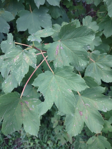 sycamore maple