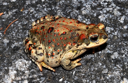 Red-spotted Toad, santiago, baja california sur, photo 10 of 10