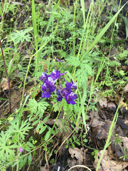 Delphinium patens