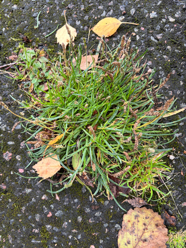 Plantago maritima, photograph 5