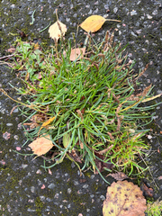 Plantago maritima, photograph (c) Andreas Schneider, some rights reserved (CC BY)