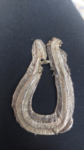 Common Slowworm
