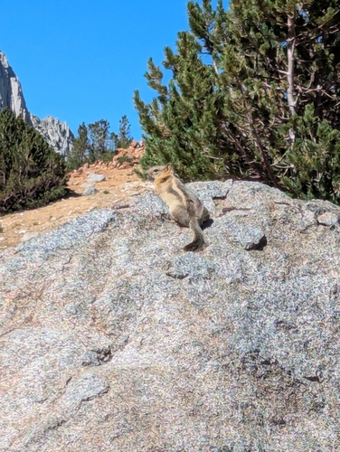 iNaturalist observation photo of Common Golden-mantled Ground Squirrel