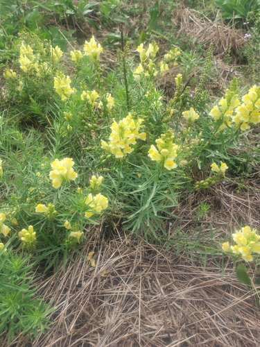 common toadflax