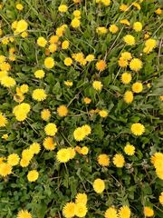 Taraxacum officinale