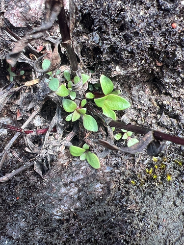 Houstonia longifolia, photograph 4