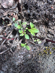 Houstonia longifolia, photograph author not stated, no rights reserved