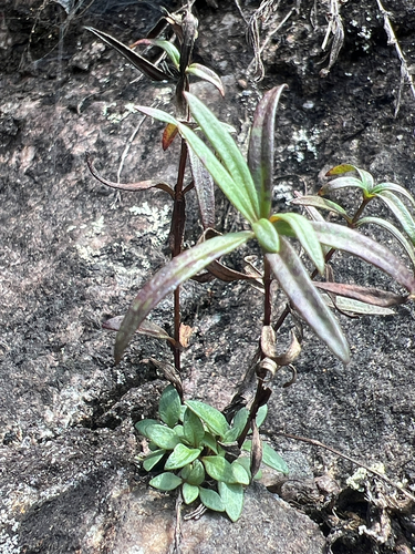 Houstonia longifolia, photograph 5