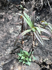 Houstonia longifolia, photograph author not stated, no rights reserved