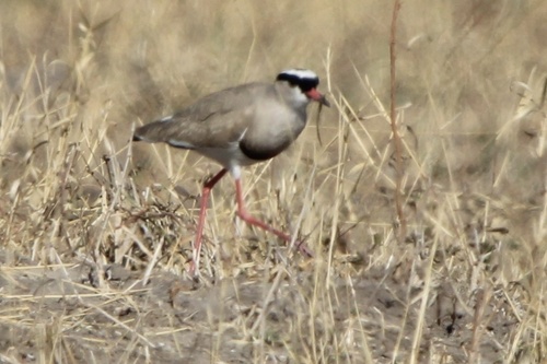 Cape Crowned Lapwing