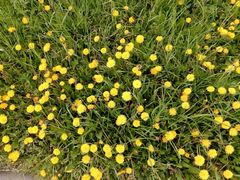 Taraxacum officinale