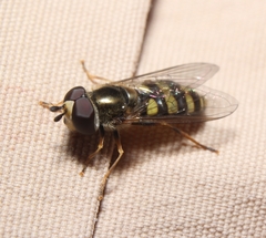 Eupeodes americanus