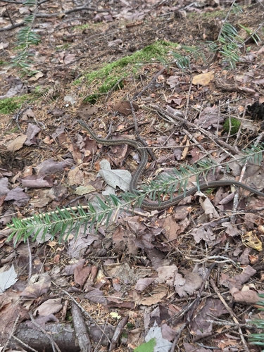 Common Garter Snake