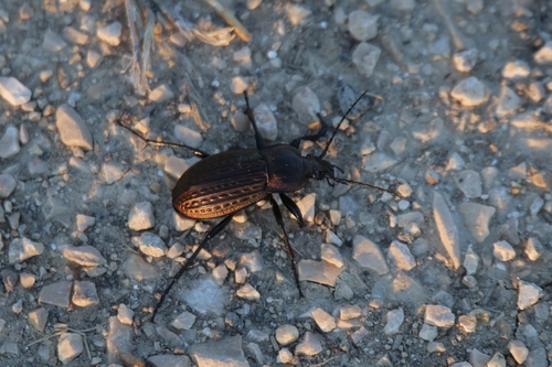 Carabus cancellatus