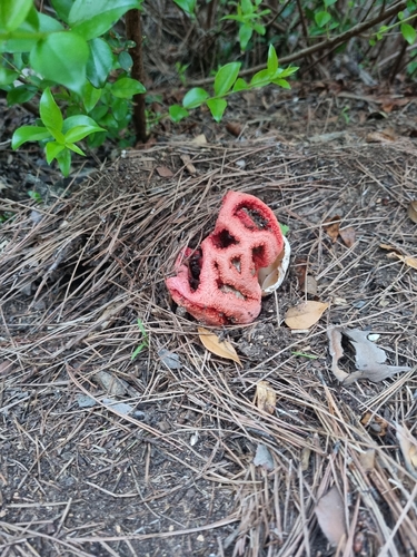 red-cage fungus