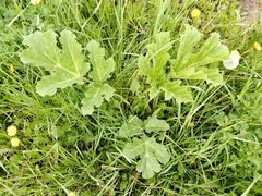 Heracleum sosnowskyi