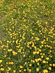 Taraxacum officinale