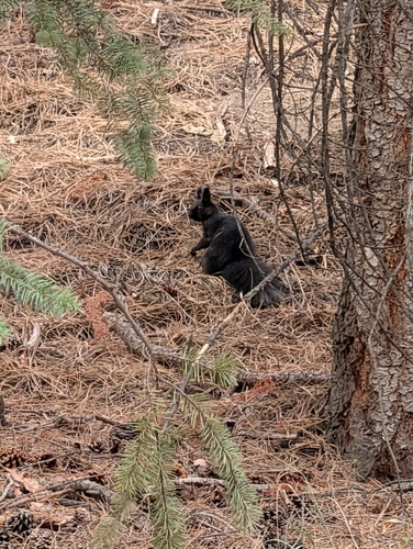Abert's Squirrel observed by dylan26654