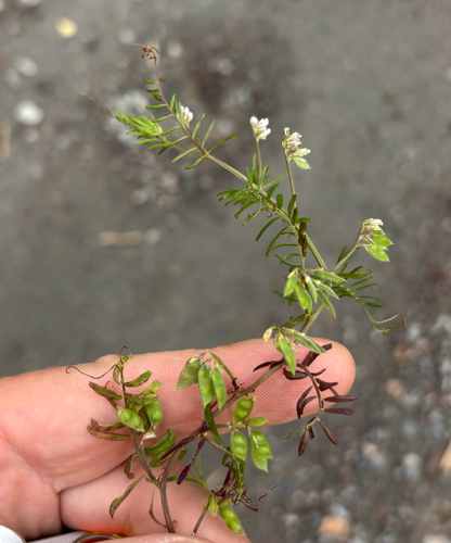 Vicia hirsuta, photograph 6
