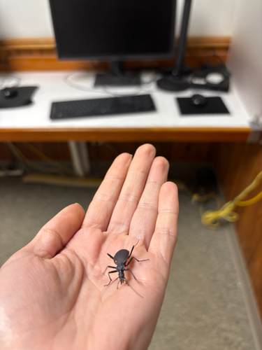 Narrow-collared Snail-eating Beetle