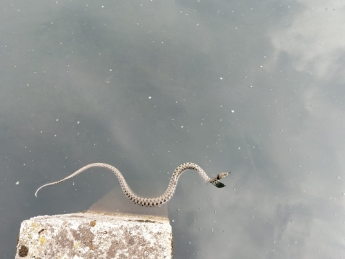 Barred Grass Snake